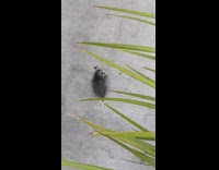 Baby possum by itself on sidewalk 