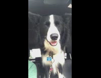 Black white dog backseat car eyes closed wind