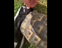 Turtle stops to attack the shoe when black tape is off