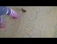 Baby duck follows filmer with pink stripe socks