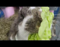 Brown and white rabbit eats lettuce 
