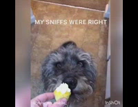 Grey scruffy dog sits on kitchen floor, sniffs and eats cupcake