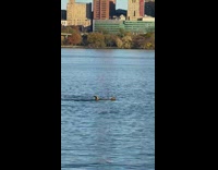 Pair of Deer Swim in Blue River