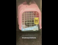 Pigeon kept as pet in cage on subway 
