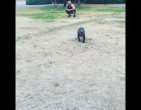 black pit bull running in slow motion