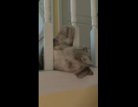 Cat sticks head through columns 