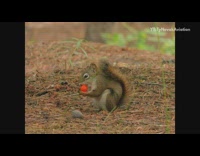 Brown squirrel eats nut and chocolate 