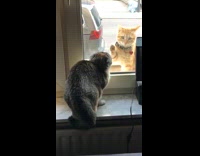 Two cats look at cat outside window