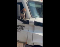 Dog rides moving truck peek at window