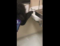 Collab BitchIG2 - Service dog gets paper towels for woman laugh