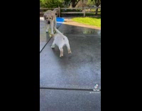 Puppy Tries to Surprise Adult Dog but Fails