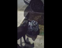 Dog sniffs trash bag and rat jumps out