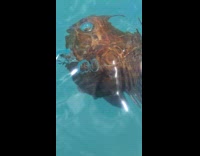 Coconut with holes dipped in the water
