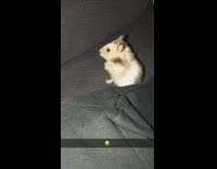hamster looking at camera on couch 