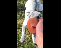 Dog learning fetch bites hard on ball