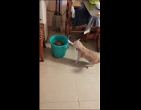 Cat scared of bucket with pot inside 