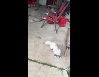 Dog walks weirdly with shoes on