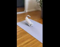 Kitten stretches on yoga mat 