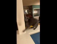 Collab Clips mpugc - Energetic cat runs around house crazy eyes