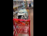 Person shops with pet bird 
