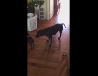 Large black dog wears shoes walks funny