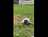 Cat plays with rat chase at yard