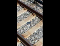 Collab Subway Creatures - Lost phone on the railroad train tracks