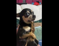 Small chihuahua dog gives side eye looks over  