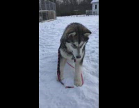 Husky Dog on Leash Gets Petted in Snow