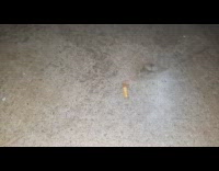 Small bug on its back spins on the ground