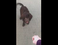 brown dog barking at beach and getting treat from owner 