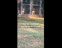 Collab Clips MPUGC - Dog barks hello to woman passing by