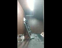 Person play keyboard Let Her Go kitten sleep