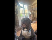 Woman uses Darius siren sound on dog 