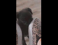 Black pug puppy bites leopard print shoes 