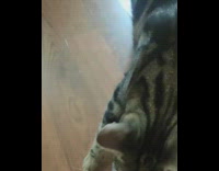 Cat carries plays with grey mouse toy 