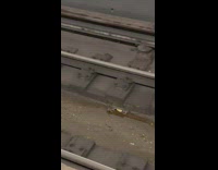 Small rats fight large rat for bread