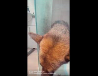 Two dogs misbehave and get dirty in mud