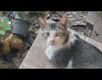 Cat with dilated and sharp pupils backyard