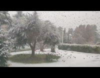 Birds gather on grass patch under tree