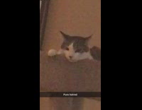 Grey cat stares judges guy large dog 