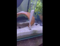Slowly pouring sand and burying fish inside of aquarium using pipette