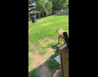 Big dog playing runs from small dog