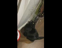 Black cat try to eat fake plant