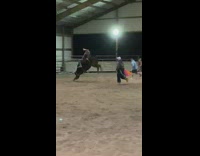 Guy gets thrown off large black bull 