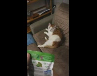 Owner wakes up cat by shaking treats