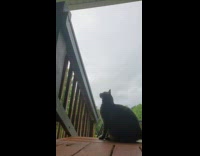 Cat jump on wooden rails slow motion