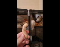 Man gives peanut to rat as treat