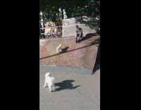 White dog tries to run up incline 