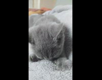 Grey cat purrs kneads suckles blanket claw